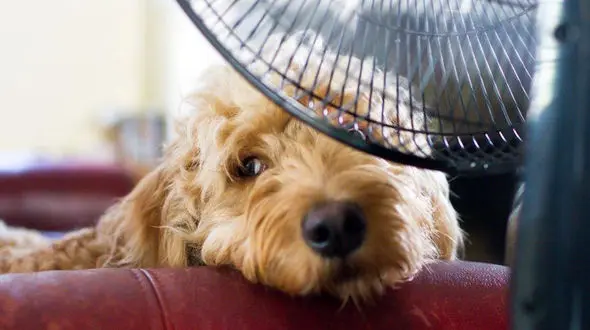 راه های ساده خنک کردن خانه در تابستان با مصرف برق کمتر +عکس 