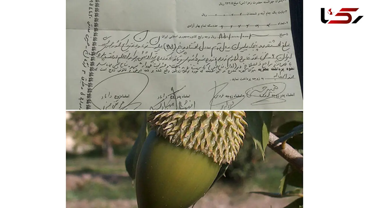 مهریه جالب یک زوج لردگانی در استان چهارمحال و بختیاری
