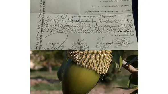 مهریه جالب یک زوج لردگانی در استان چهارمحال و بختیاری