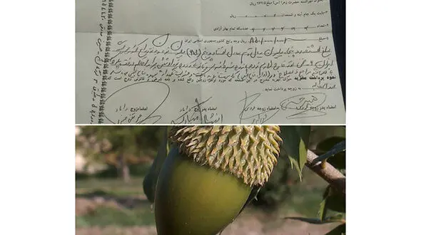 مهریه جالب یک زوج لردگانی در استان چهارمحال و بختیاری