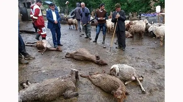 رعد و برق 25  گوسفند را خشک کرد / در گچساران رخ داد