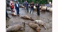 رعد و برق 25  گوسفند را خشک کرد / در گچساران رخ داد