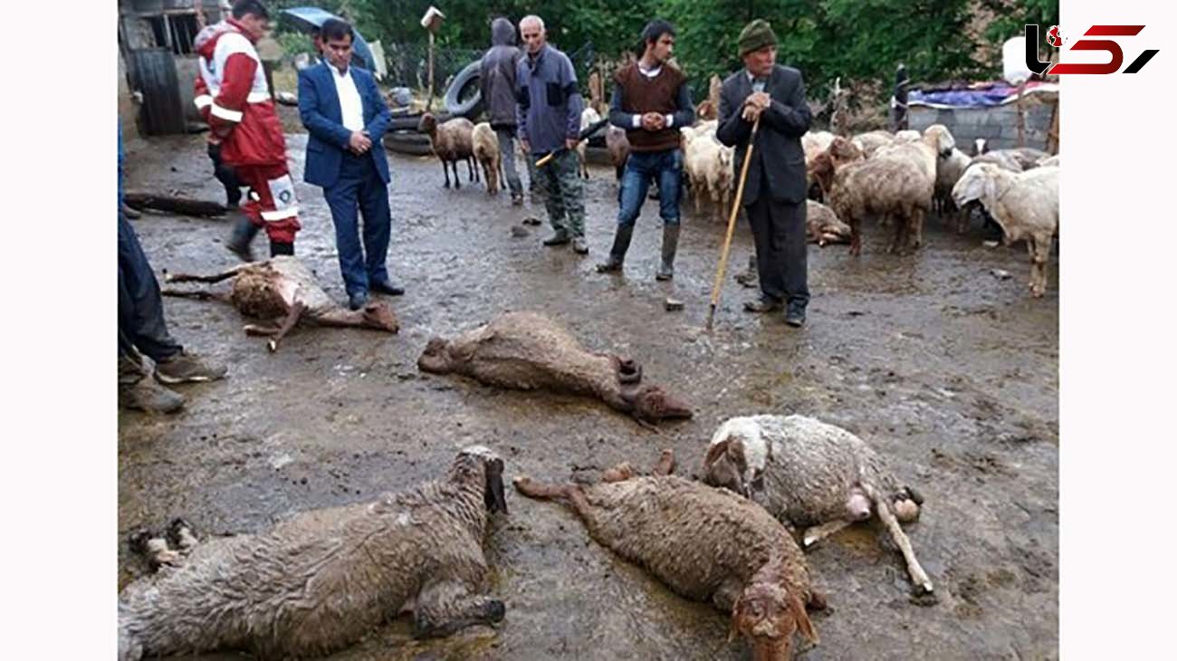 تلف شدن 36 راس گوسفند در مهر