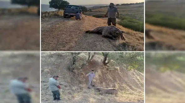 تلف شدن یک خرس در کرمانشاه+عکس 