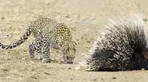 فرار عجیب پلنگ گرسنه  از دست جوجه تیغی + عکس