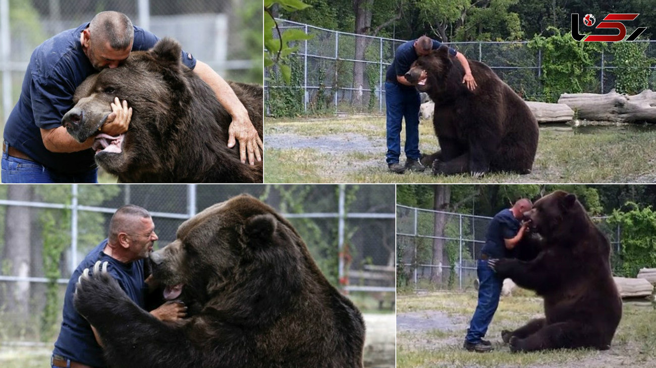 باورتان نمی شود دوست این مرد یک خرس نیم تنی است!+تصاویر