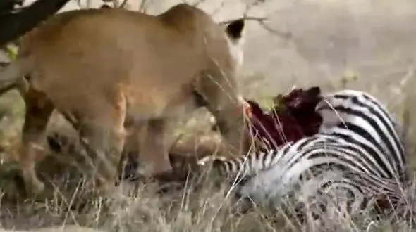 شکار گورخر و استراحت شیرها + فیلم