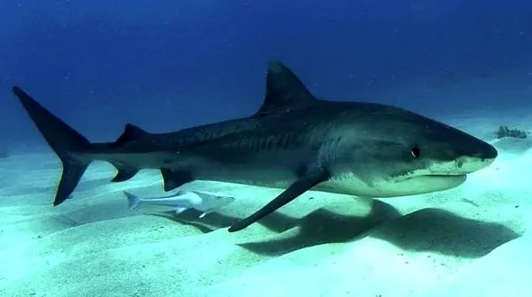 کوسه ها  در اقیانوس های مختلف تغییر شکل می دهند