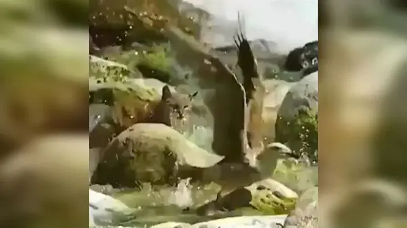 شکار همزمان دو پرنده توسط گربه خاص+ فیلم