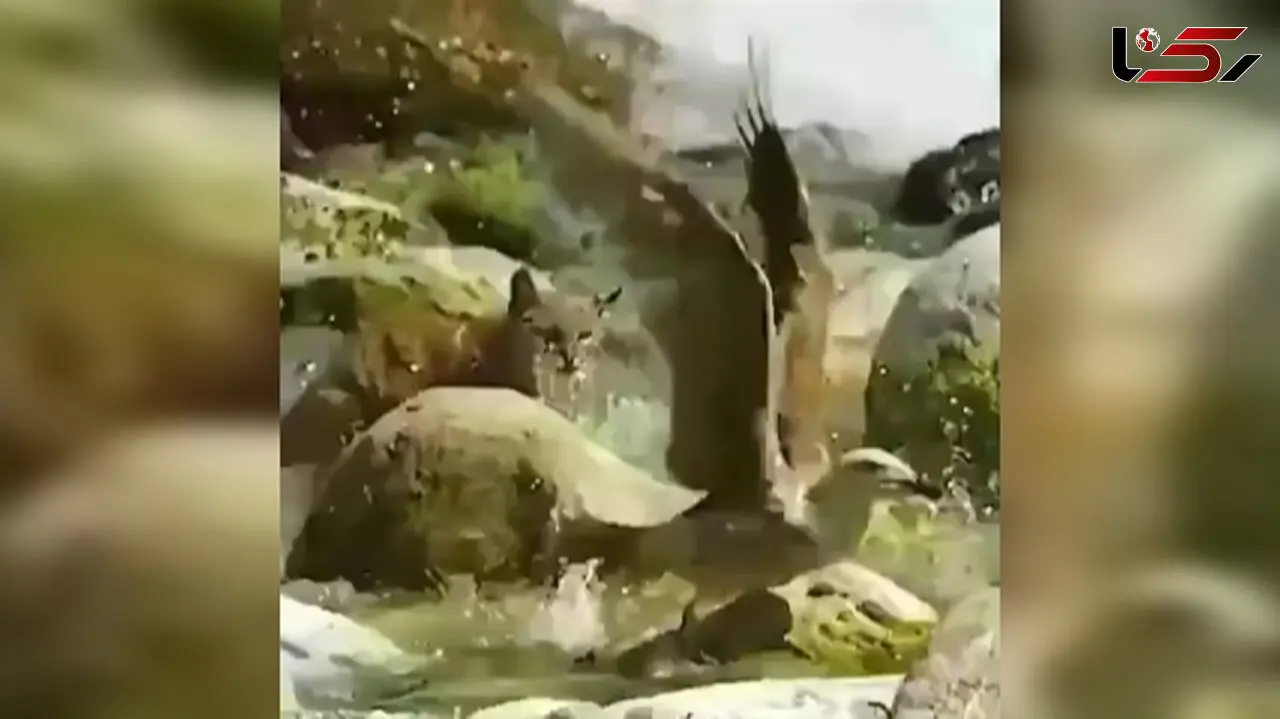 شکار همزمان دو پرنده توسط گربه خاص+ فیلم