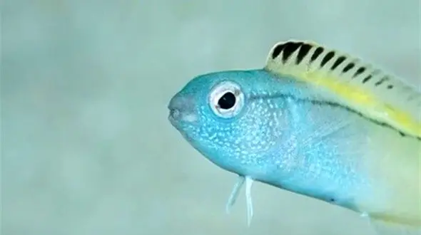 باور می کنید نیش این ماهی اثر هروئینی دارد + عکس