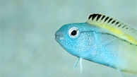 باور می کنید نیش این ماهی اثر هروئینی دارد + عکس