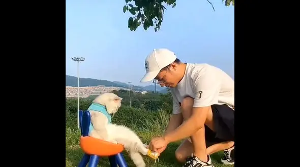 صاحب این گربه او را لوس کرده است + فیلم