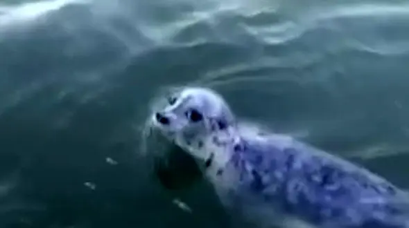 ماجرای پناه بردن فک دریایی به یک قایق + فیلم