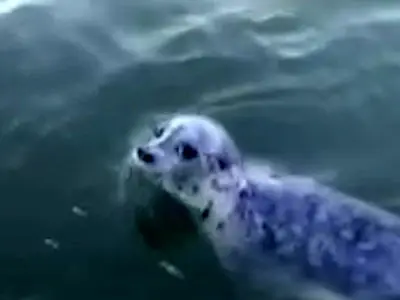 ماجرای پناه بردن فک دریایی به یک قایق + فیلم