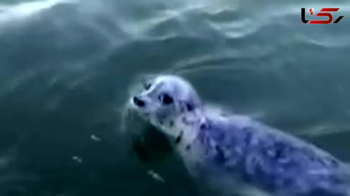 ماجرای پناه بردن فک دریایی به یک قایق + فیلم