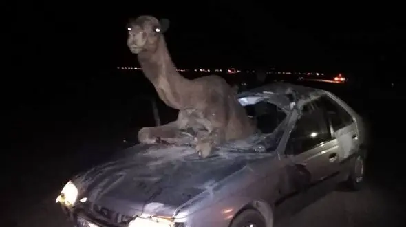 عجیب ترین عکس از تصادف شتر با پژو / در خراسان رخ داد