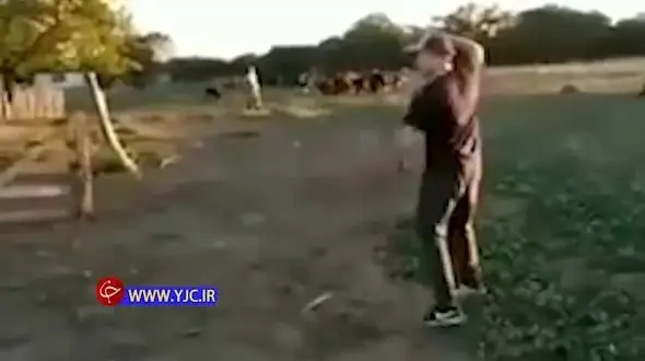 لحظه حمله وحشتناک گاو به چوپان برزیلی + فیلم