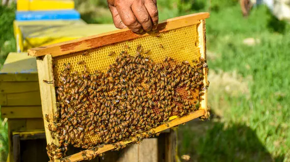 فرار 5 میلیون‌ زنبور از یک کامیون / هشدار عجیب پلیس 