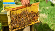 فرار 5 میلیون‌ زنبور از یک کامیون / هشدار عجیب پلیس 