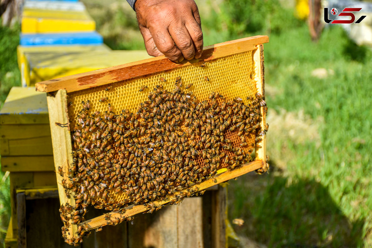پیش‌بینی تولید ۳۷۰۰ تن عسل در لرستان طی امسال