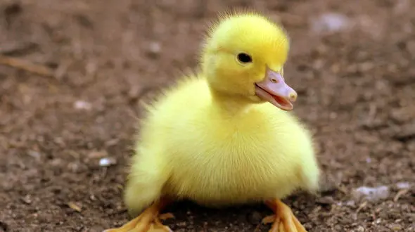مراحل تکامل پوشش بدنی اردک ها