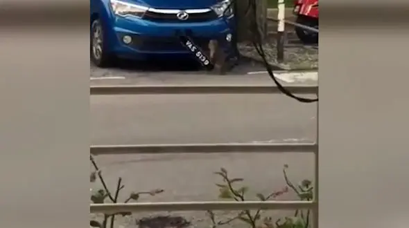 فیلم عجیب سرقت میمون ها از خودروها / آنها آموزش دیده اند!