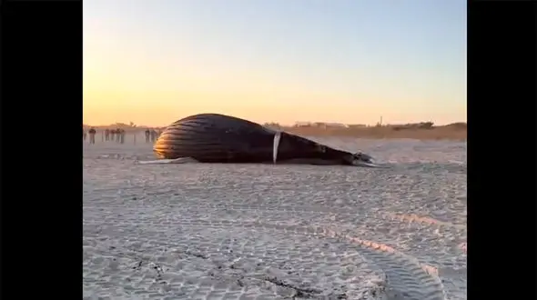 فیلم کشف وال 11 متری در سواحل آمریکا / تلف شده بود