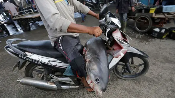 کوسه کشته شده ای که با موتور به مقصد رسید + عکس