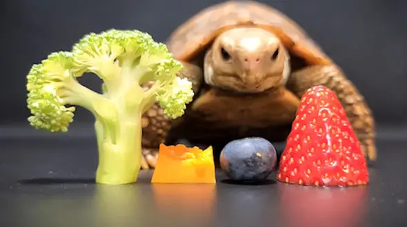 نحوه غذا خوردن بچه لاک پشت + فیلم