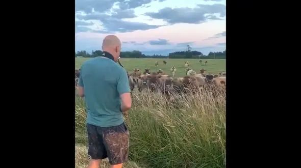 این گاوها عاشق موسیقی هستند + فیلم 