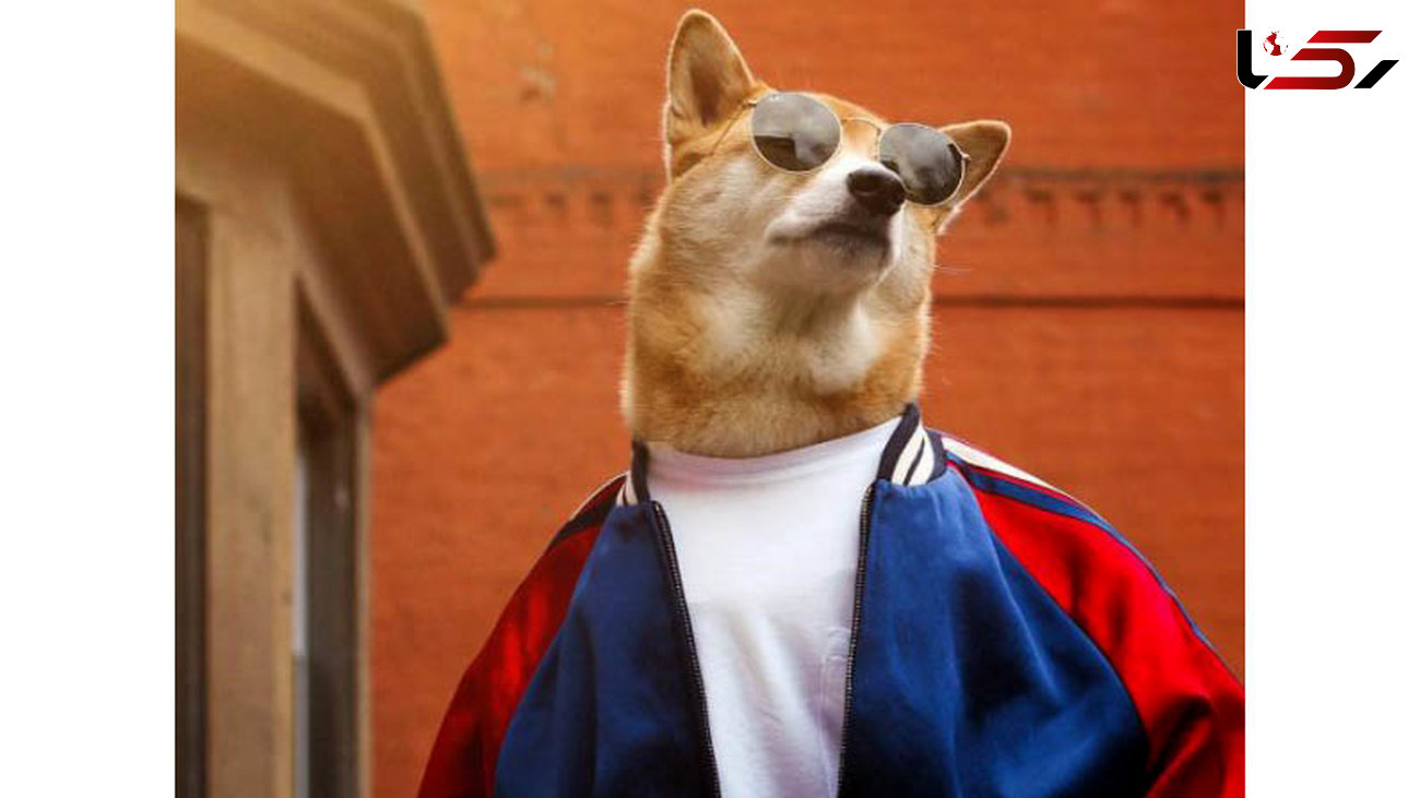 خوش تیپ ترین سگ دنیا با ۳۵۵۰۰۰ فالوور +تصاویر