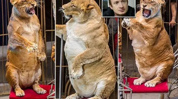 شکایت عجیب ازمدیر سیرک