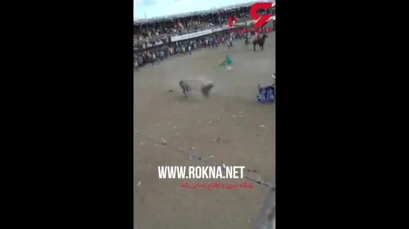 له شدن مرد گاوباز زیر دست و پای گاو وحشی+فیلم