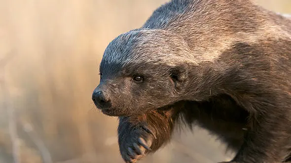 نجات یک قلاده گورکن از تله سیمی در ساری