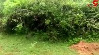 حمله پلنگ وحشی به سگ بیچاره در باغ وحش! /  مردم این سگ را جلوی پلنگ انداختند! +فیلم