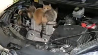فیلم بچه گربه هایی که در کاپوت خودرو گیر کرده اند / در هوای سرد حواستان به حیوانات شهری باشد