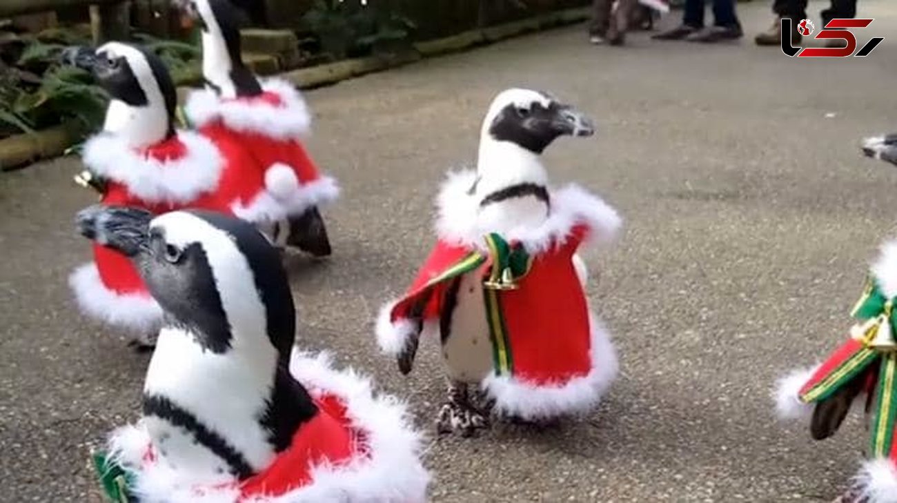 رژه پنگوئن های بابانوئل در ژاپن +فیلم و عکس