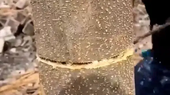 از قطع درخت با اره زنجیری تا شکار جالب گربه از روی داشبورد ماشین