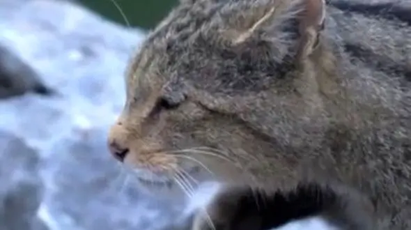 از شکار جگوار تا راه رفتن با وقار گربه