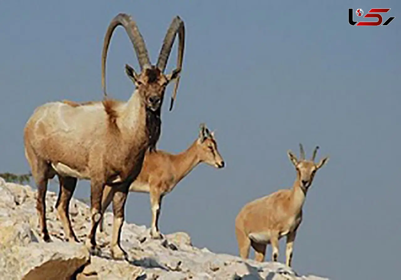 مبارزه جذاب بزهای کوهی در خراسان رضوی + فیلم 