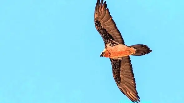 یک همای سعادت دیگر در افغانستان یافت شد 