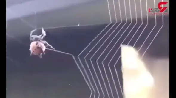 هنرنمایی حیرت انگیز عنکبوت در تار تنیدن + فیلم 