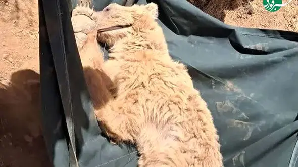 نجات خرس زخمی از ارتفاعات کوه خرسی مرودشت