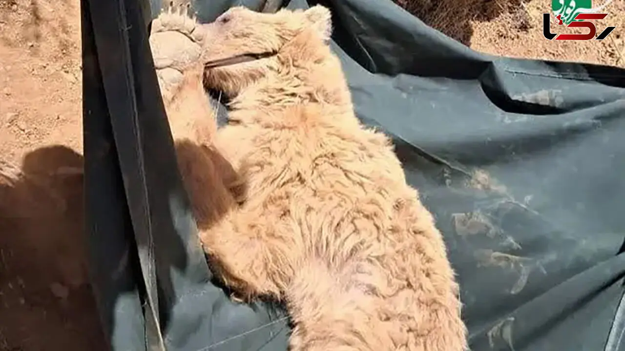 نجات خرس زخمی از ارتفاعات کوه خرسی مرودشت