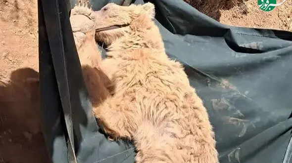 نجات خرس زخمی از ارتفاعات کوه خرسی مرودشت