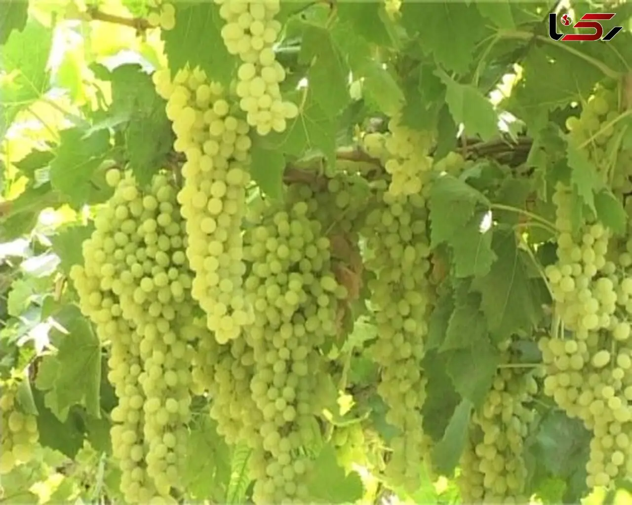 غوره آبگیری در میادین میوه و تره بار 4500 تومان