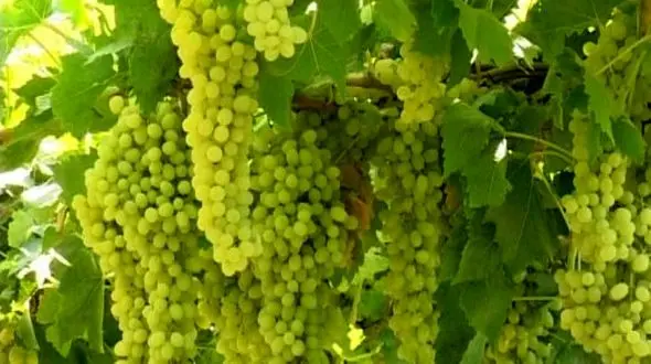 غوره آبگیری در میادین میوه و تره بار 4500 تومان