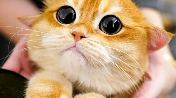 از عصبانیت در خیابان تا گربه شکمو