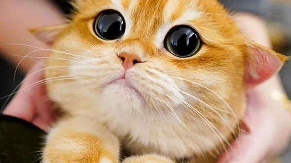 از عصبانیت در خیابان تا گربه شکمو